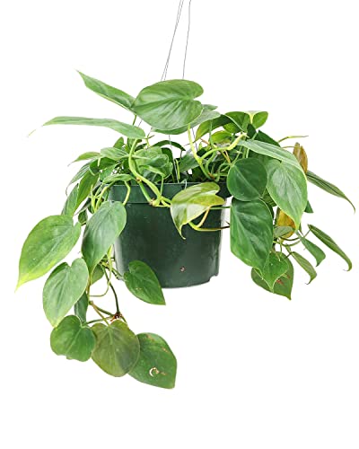 Philodendron Cordatum (4"/6" Pot) Houseplants O138