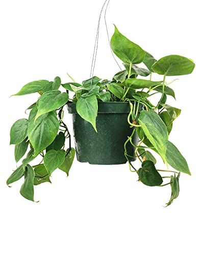 Philodendron Cordatum (4"/6" Pot) Houseplants O138