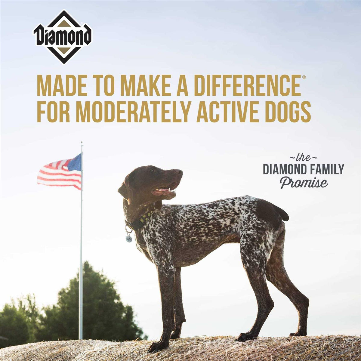 Dog Food Y3640