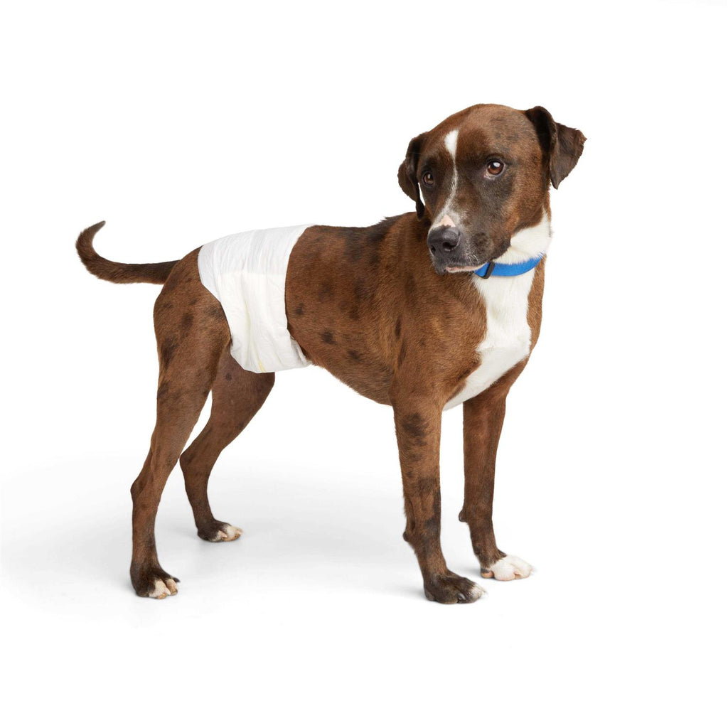 Disposable Wrap for Male Dogs Y9271