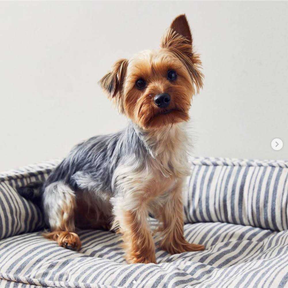 Stripe Lounger Pet Supplies M44388