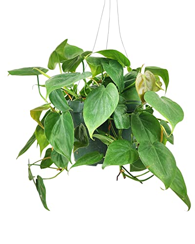 Philodendron Cordatum (4"/6" Pot) Houseplants O138