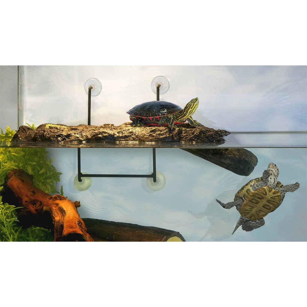 Turtle Dock K897925