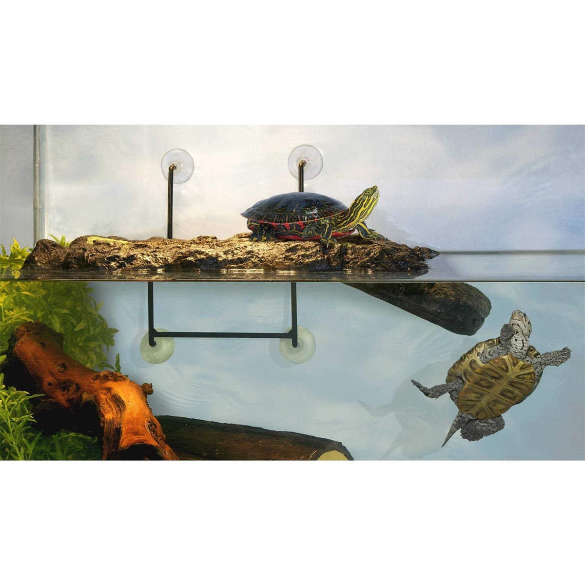 Turtle Dock K897925