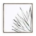 Agave Crop T623751