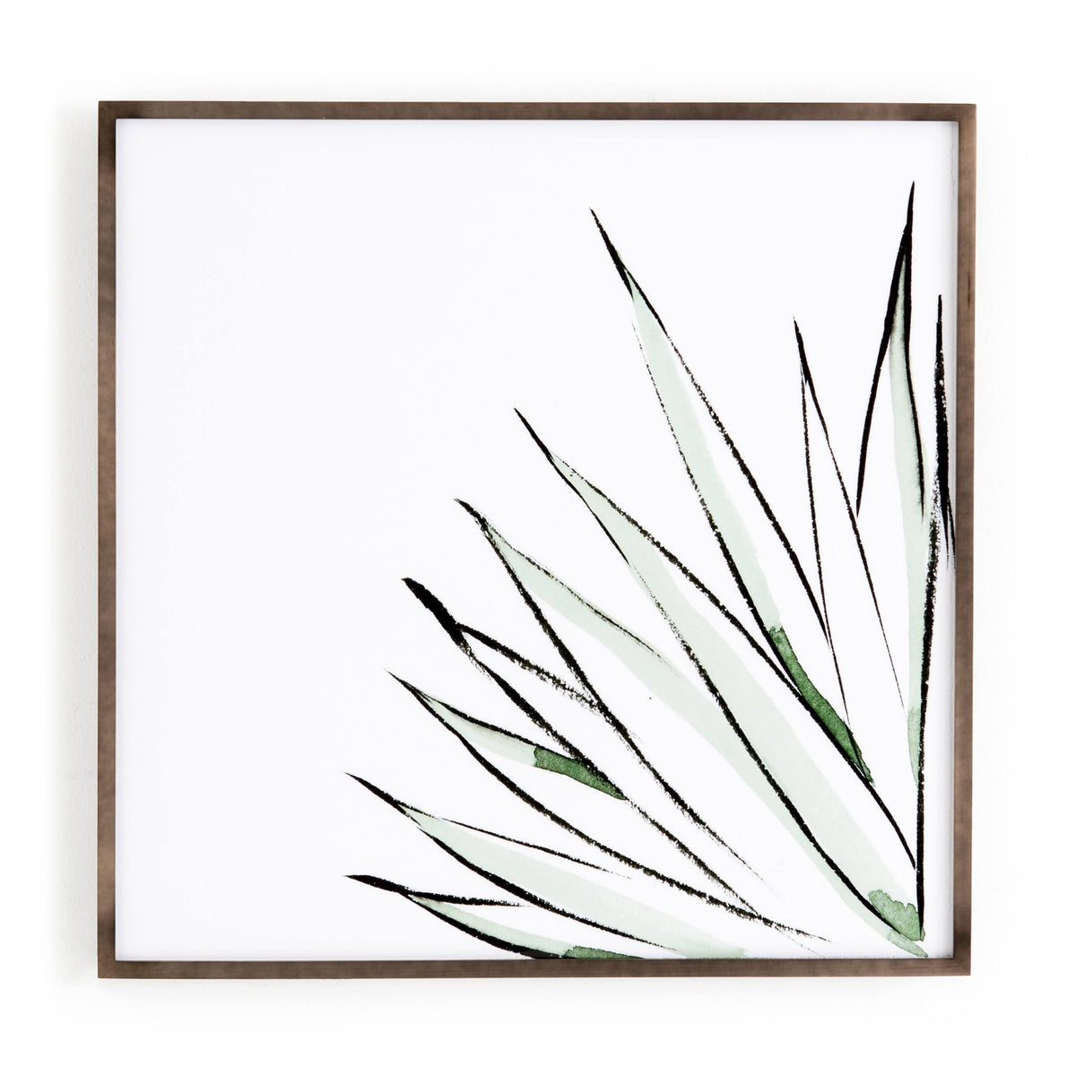 Agave Crop T623751