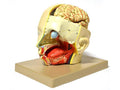 Human Head Brain Model, Removable, 3 Part Z149