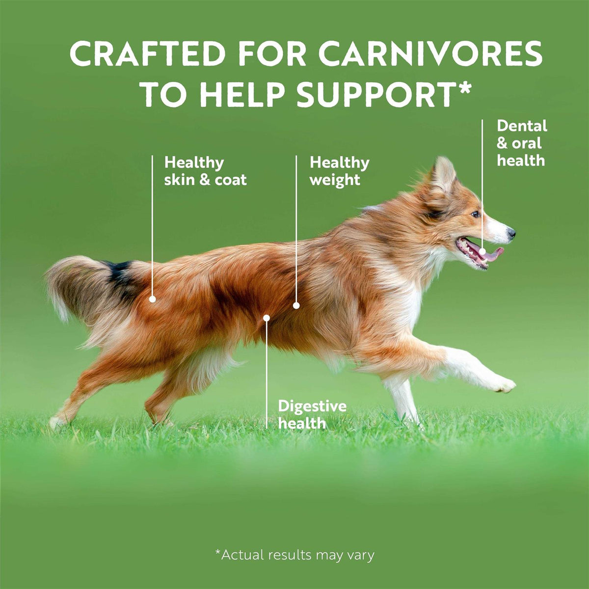 Canned Dog Food F646077