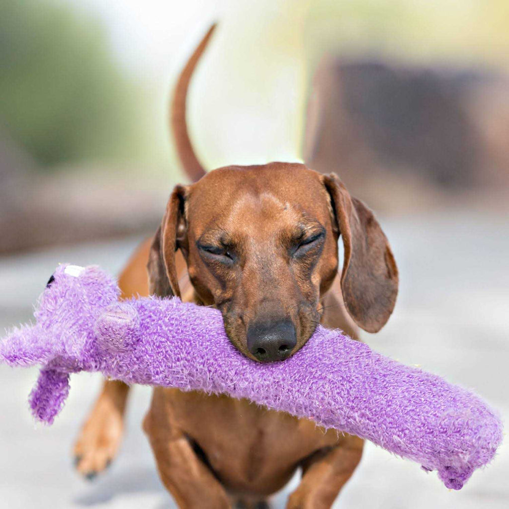 Dog Toy Q37177