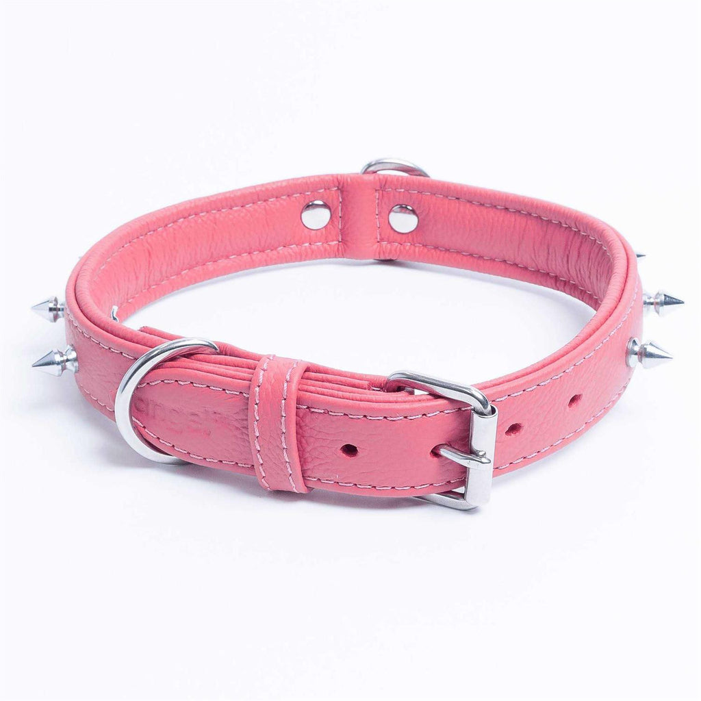 Dog Collar X5856