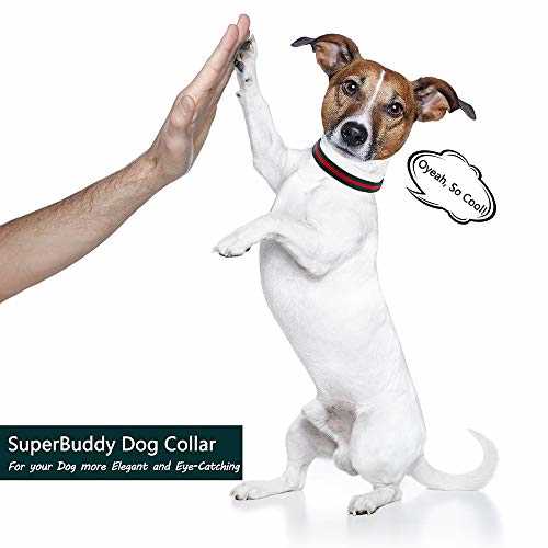 Adjustable Dog Collar with Metal Buckle L6335